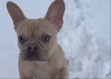 NEĆETE VEROVATI ŠTA JE OVAJ PAS OTKRIO Ovaj francuski buldog je postao zvezda Instagrama – razlog će vas nasmejati do suza! (VIDEO)